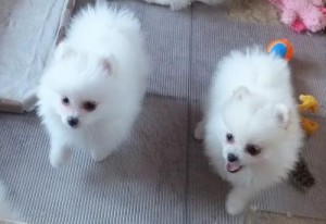 White Pomeranian Puppies Available  ~ Only 4 Left!