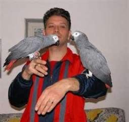 African Grey Parrots for Sale