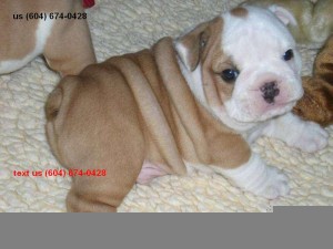 BROTHER AND SISTER ENGLISH BULLDOG PUPPIES FOR ADOPTION