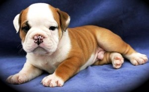 Well Trained English Bulldog Puppies