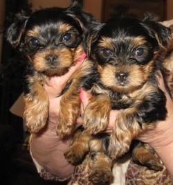 Teacup Yorkie Puppies for Rehoming