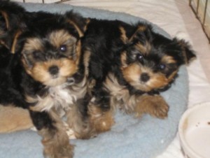 Two Yorkie  Puppies for Sale