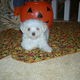 Maltese Puppy for Free Adoption