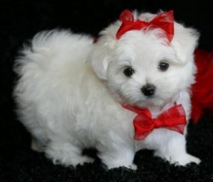 Excellent Teacup Maltese Puppies Adoption