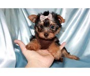 Teacup Yorkie Puppy for Sale