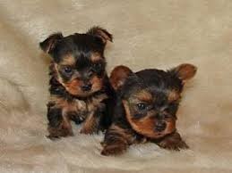 Yorkies For a New Home