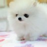 Pomeranian Pups Avalaible