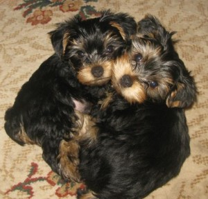 12 Weeks Old Yorkie Pups