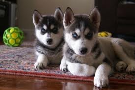 Siberian Huskies for Adoption