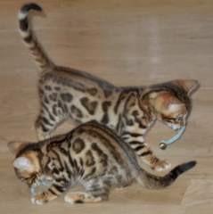 F1 savannah and Bobcat Kittens