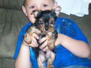 Yorkshire Terrier for Sale