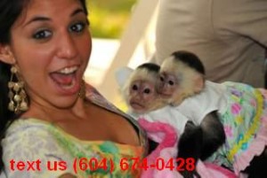 Capuchin Monkey for Adoption