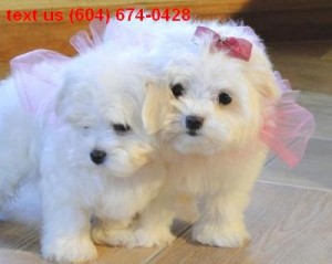 Maltese Puppy for Adoption