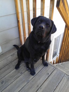 AKC Black Female Labrador