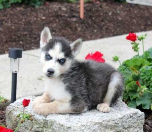 Siberian Huskies for Adoption