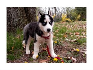 Blue Eyes Husky Puppies