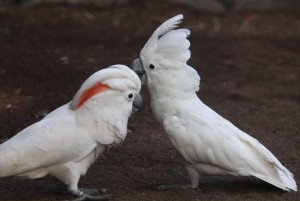 Beautiful Cockatoo Parrots