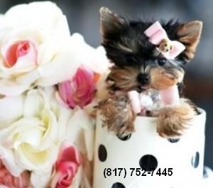 Teacup Yorkie Puppy for Adoption