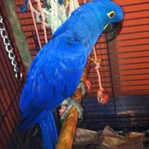 Hyacinth Macaw Parrot for Sale