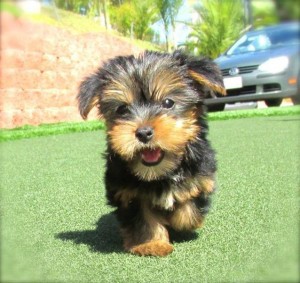 AKC Yorkie Pups Available