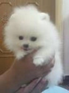 3 Pomeranian Puppies for Adoption