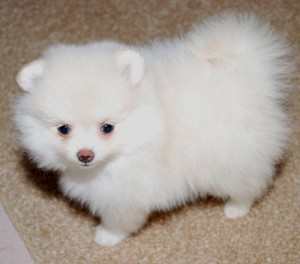 Male Pomeranian Puppy