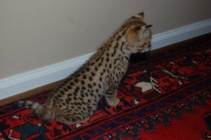 F2 Savannah Kittens Available