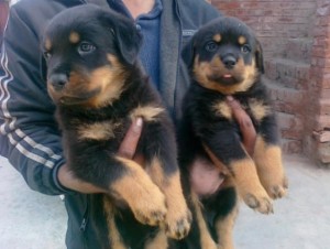 Lovely Rottweiler  Puppies for Sale