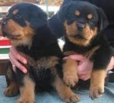 Adorable Rottweiler Puppies