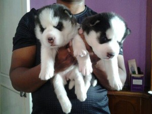 Siberian Husky Puppies Available