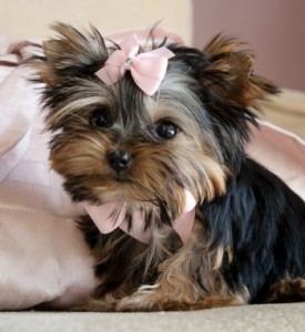 Beautiful Yorkshire Terrier for Sale