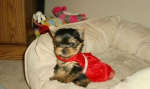 Teacup Parti Carrier Yorkie (AKC)