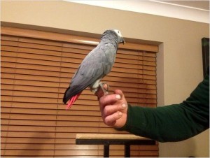 Congo African Grey