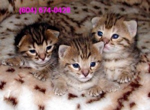 Gorgeous Savannah Kittens For Sale