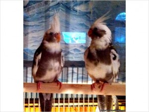 Cockatiels for Sale