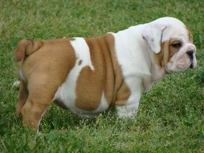 ACK English Bulldogs