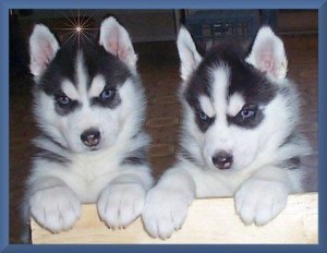 Absolutely Darling Siberian Husky Puppies