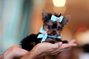 Yorkie Puppy for Adoption