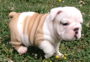 Male And Female English Bulldog Puppies