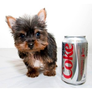 Yorkie puppies available