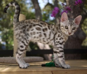 F1 Savannah Kitten For Sale