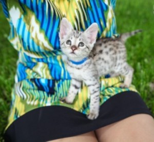 F2 Savannah Kittens for Re-homing