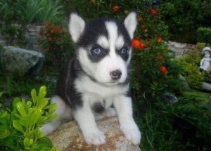 2 Siberian Husky Puppies for Adoption