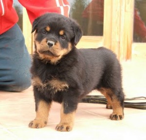 Adorable Rottweiler Puppies