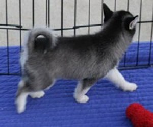 Siberian Husky Pups Available Now