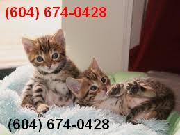 F6 Savannah Kittens