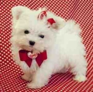 Teacup Maltese Pups