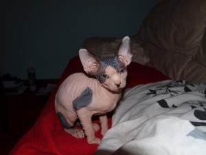 Male and Femle Sphynx Kittens