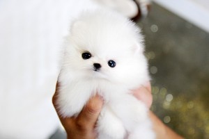 Pomeranian for Sale