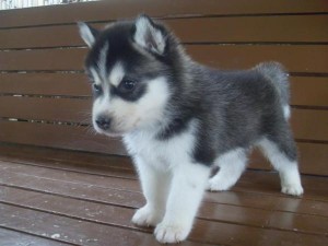 Outstanding Siberian Husky Puppies